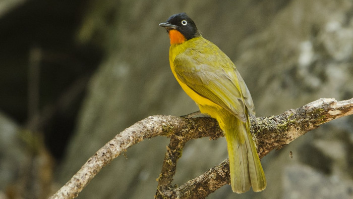 The Guide: Bhagwan Mahavir Wildlife Sanctuary and National Park