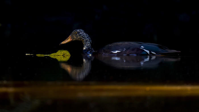 White-winged Wood Duck: An Icon of Forest Pools