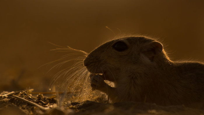 Indian Desert Jird: Tiny Musketeer of Rajasthan’s Thar Desert