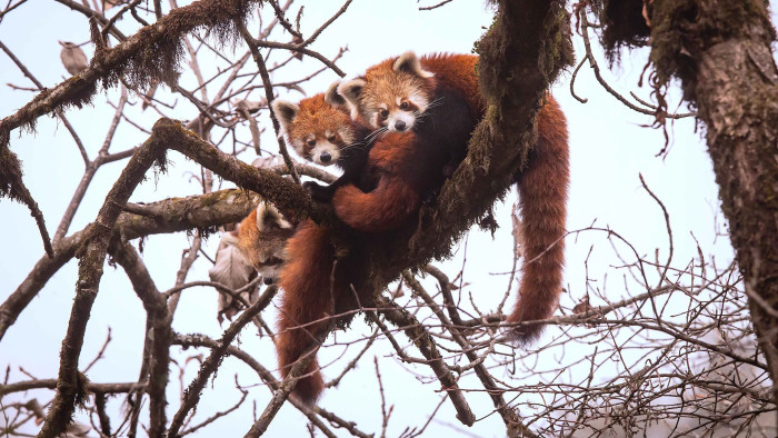 Red Panda: Firefox of the Eastern Himalayas