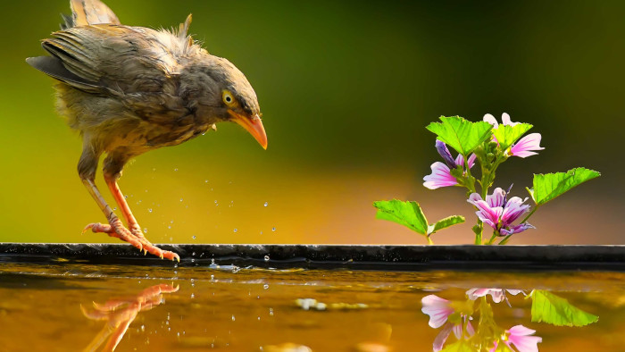 Chirp, Twitter, Tweet: The Wide Vocabulary of Jungle Babblers
