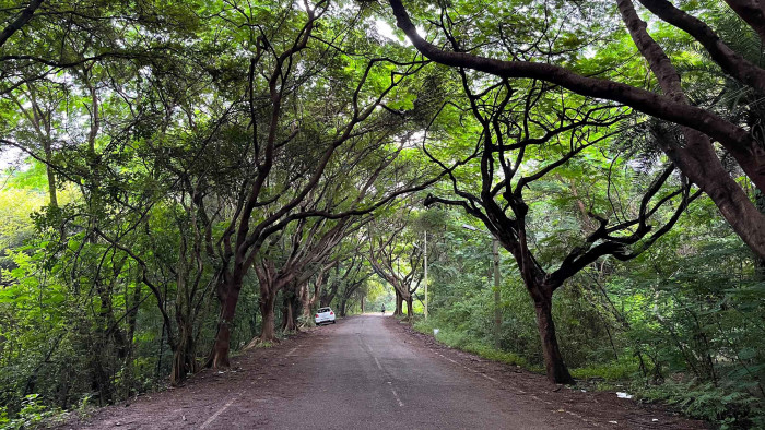 Bangalore University Campus: The Unsung Carbon Sink