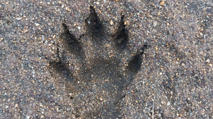 Poop, Prints and Paintings: Tracing the Tamiraparani’s Otters