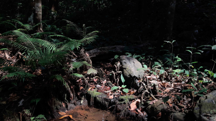 Sacred Swamps: Where Culture Meets Conservation