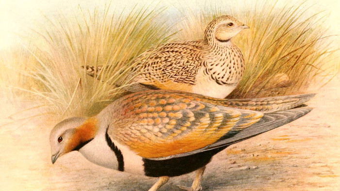 The Forgotten Tale of Black-Bellied Sandgrouse