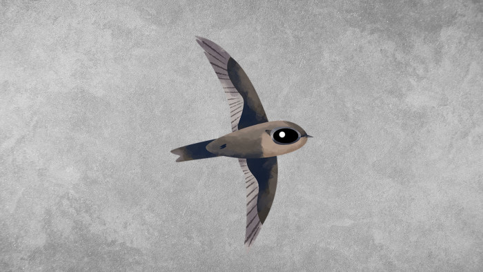 Indian Swiftlet: Facts, Diet, Habitat