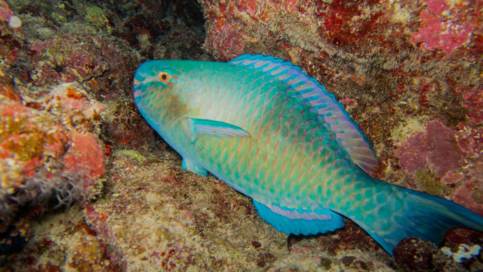 Parrotfish: Rainbows in the Reef