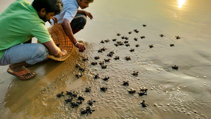 Saving Olive Ridley turtles in Visakhapatnam