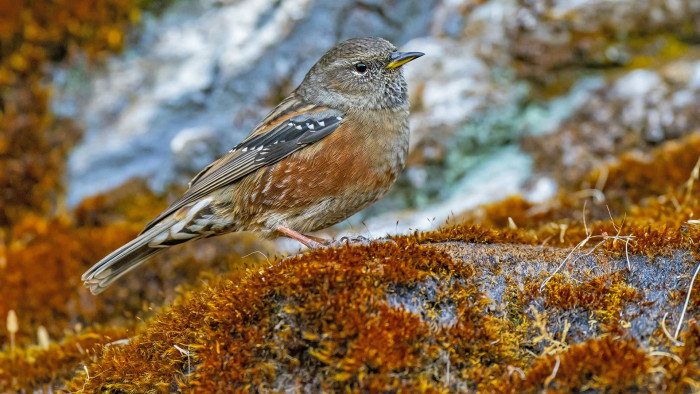 Munsiyari’s Omnipresent Alpine Accentors and Their Love Lives