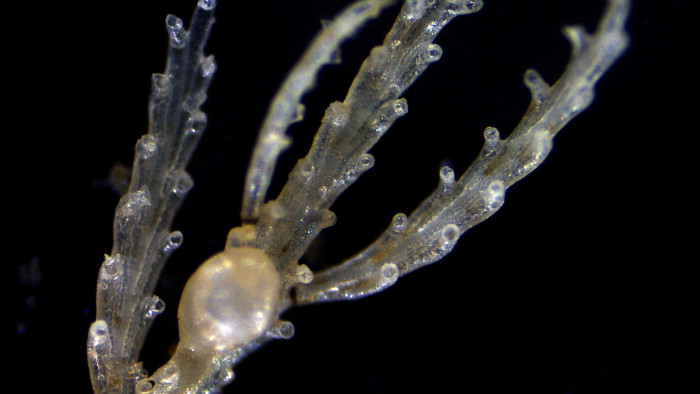 Bryozoans: Moss Animals of the Tidepools