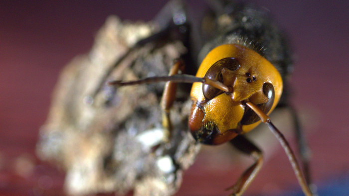 Asian Giant Hornets: Beyond the Sting