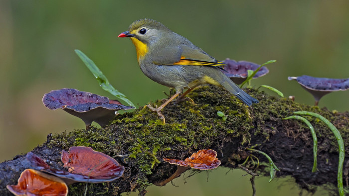 High Altitude Passerines in Uttarakhand