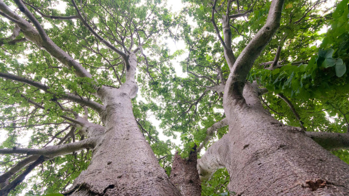 Standing Tall: African Baobabs in Mumbai