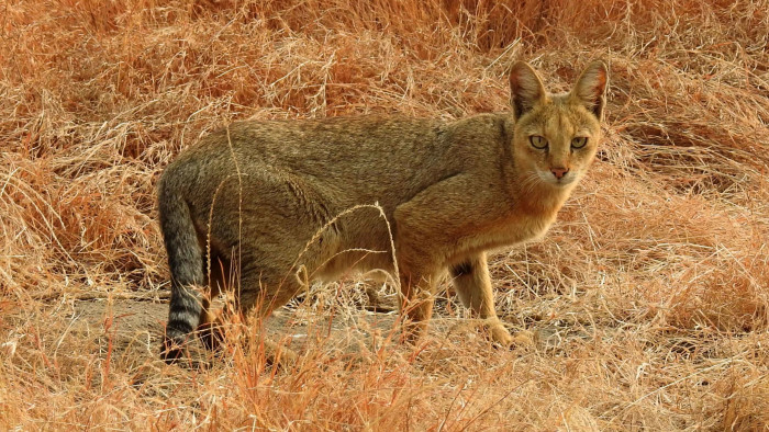Camera-trap Study of Five Small Wild Cats Planned in Dehing-Patkai