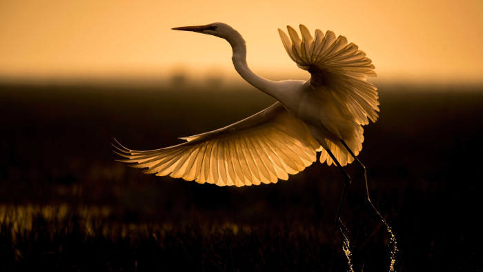 Ascending Grace: The Egrets Of India