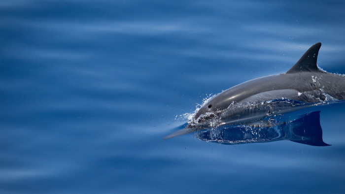 Into the Great Wide Open: Dolphins and Whales of the Bay of Bengal