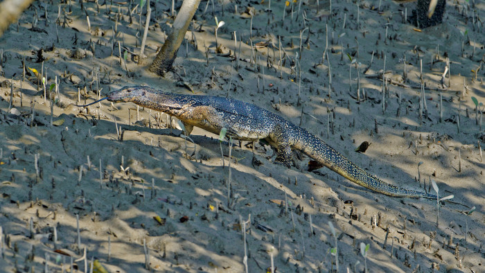 Water Monitor Lizard and its Many Defence Strategies