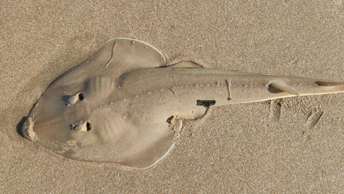 Guitarfish: The Threatened Coastal Cruisers of South Goa