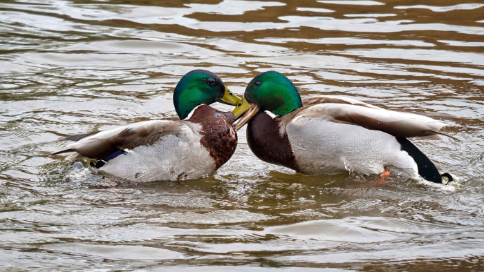 Stigmas in Research Revealed as Study Finds More Animals Showing Same-sex Behaviour