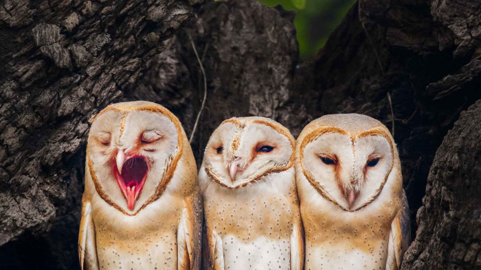 Barn Owls: Caught in the Urban Rat Race