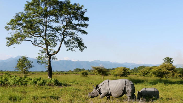 Rhinos Rebound in Manas