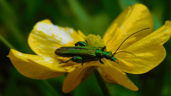 Beetles: Tiny Titans of Pollination