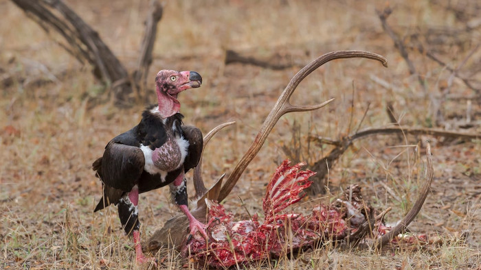 Sizing the Scavenging Value of Vultures