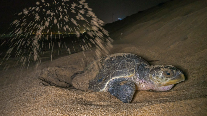 Turtle Tales: Conservation Along India’s Coast