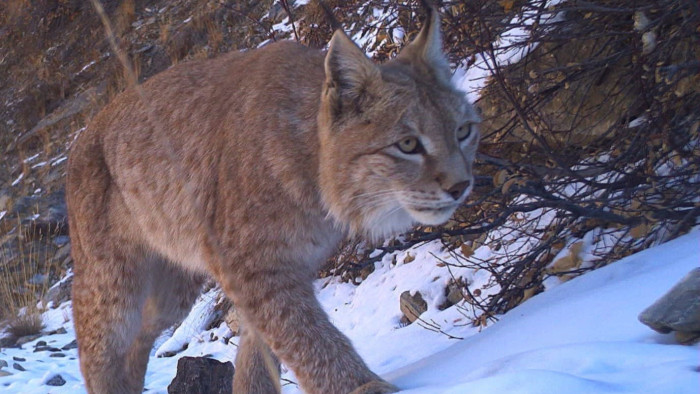 Central Asian Lynx Recorded in Kargil