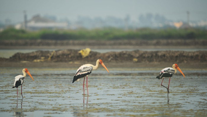 Birding Around the Salt Pans of Tuticorin