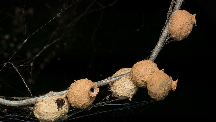Nature’s Artists: The World of Potter Wasps
