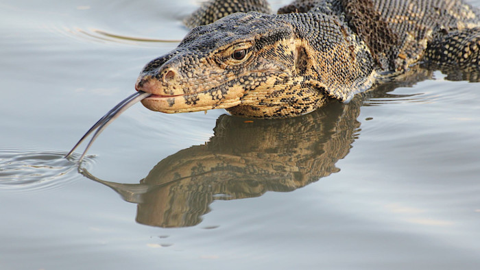 Living Dragons: Weapons, Defences and the Water Monitor Lizard