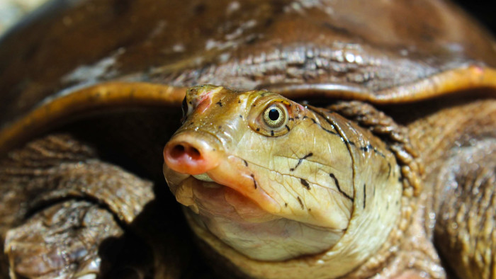 Predator in the Pond: Indian Flapshell Turtle