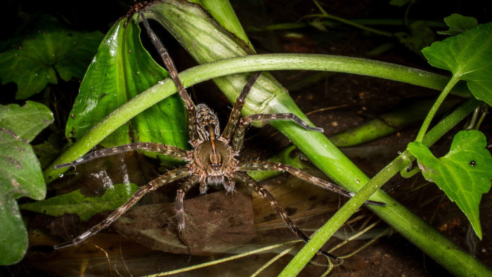 The Spider’s Wharf: Tales of a Freshwater Fishing Enthusiast