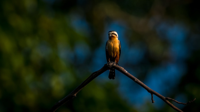 Collared Falconet: Diminutive Predator of the Aerial World