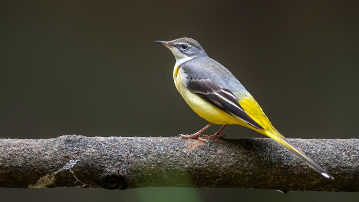 Happy Campers: Life Lessons from the Wagtails of India