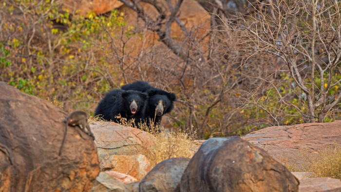 Land of Bears and Boulders: Sloth Bears of Daroji