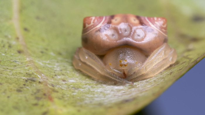 Morphological Mimicry in the Spider World
