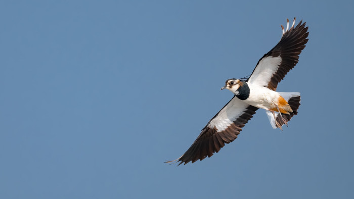Paranoid Plovers: Lapwings from India