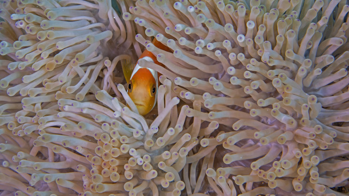 The Anemonefish-Anemone Partnership: Not Just Clowning Around