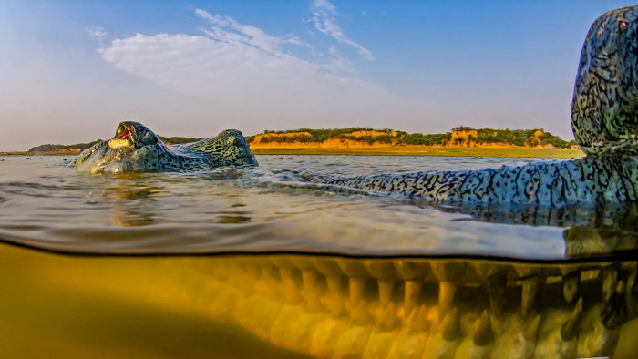 Gharials of Chambal: Snapshots from the River’s Edge