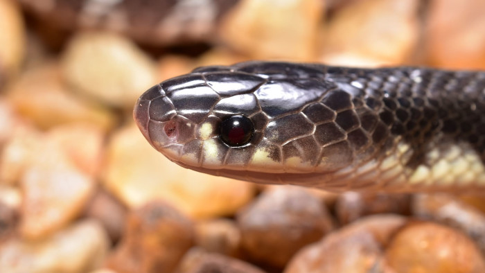 Common krait
