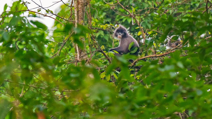 Phayre's langur