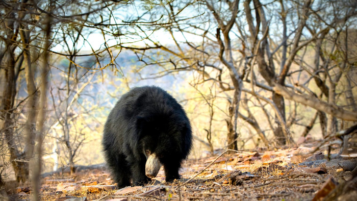 Bear in Mind: Kota’s Wild Neighbour
