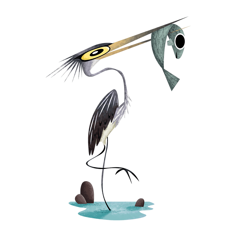 White-bellied heron