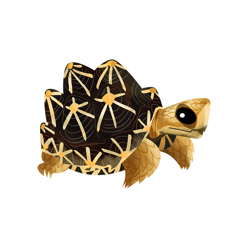 Indian star tortoise