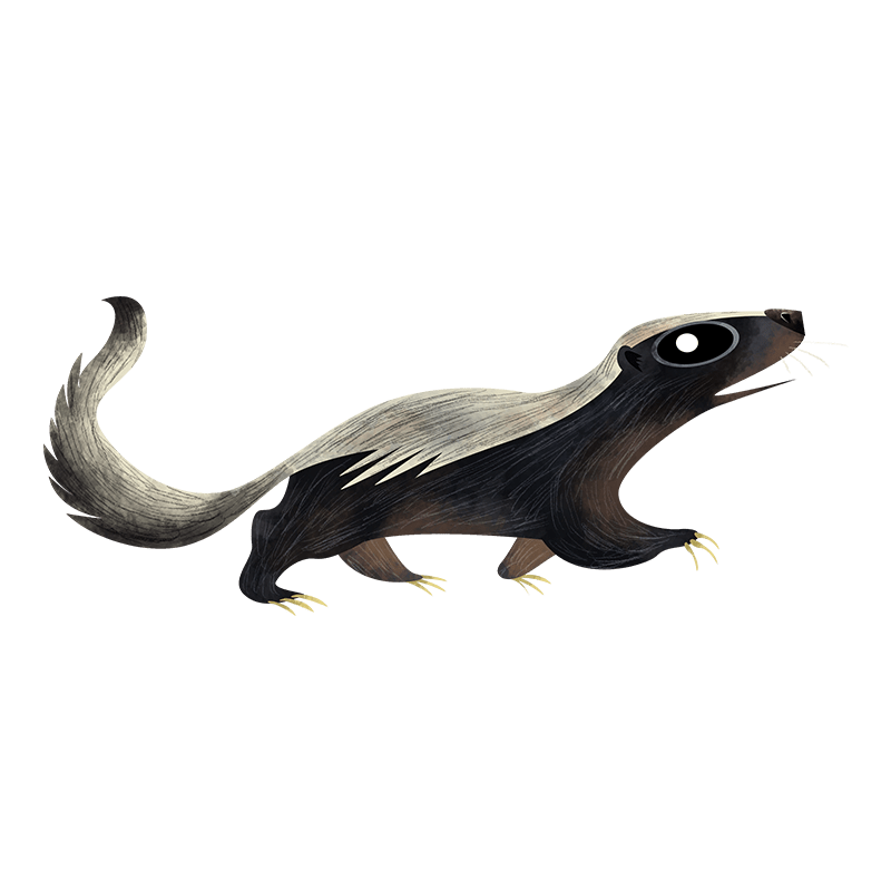Honey badger
