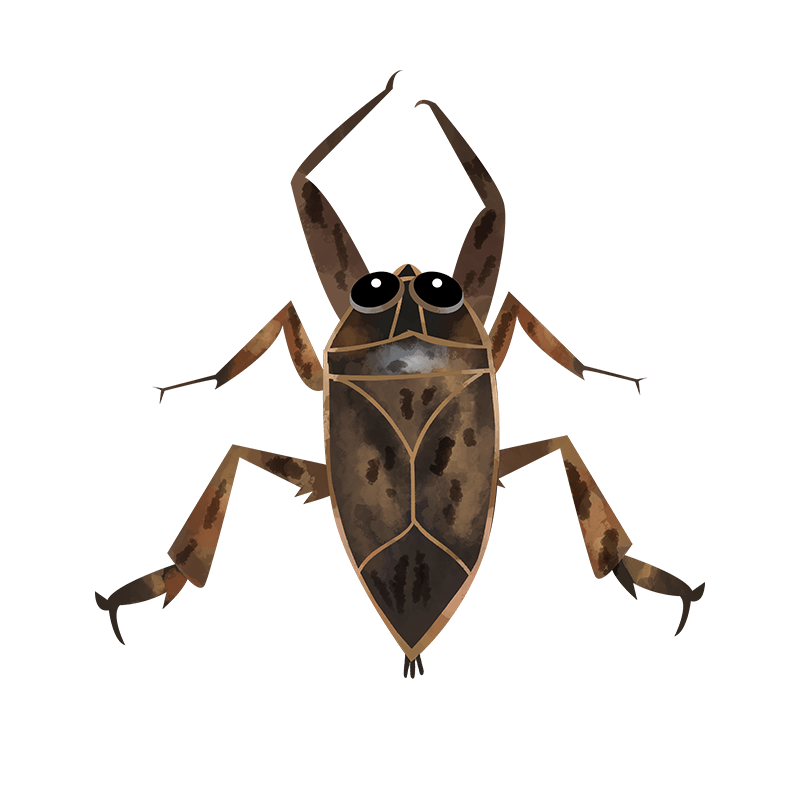 Giant water bug