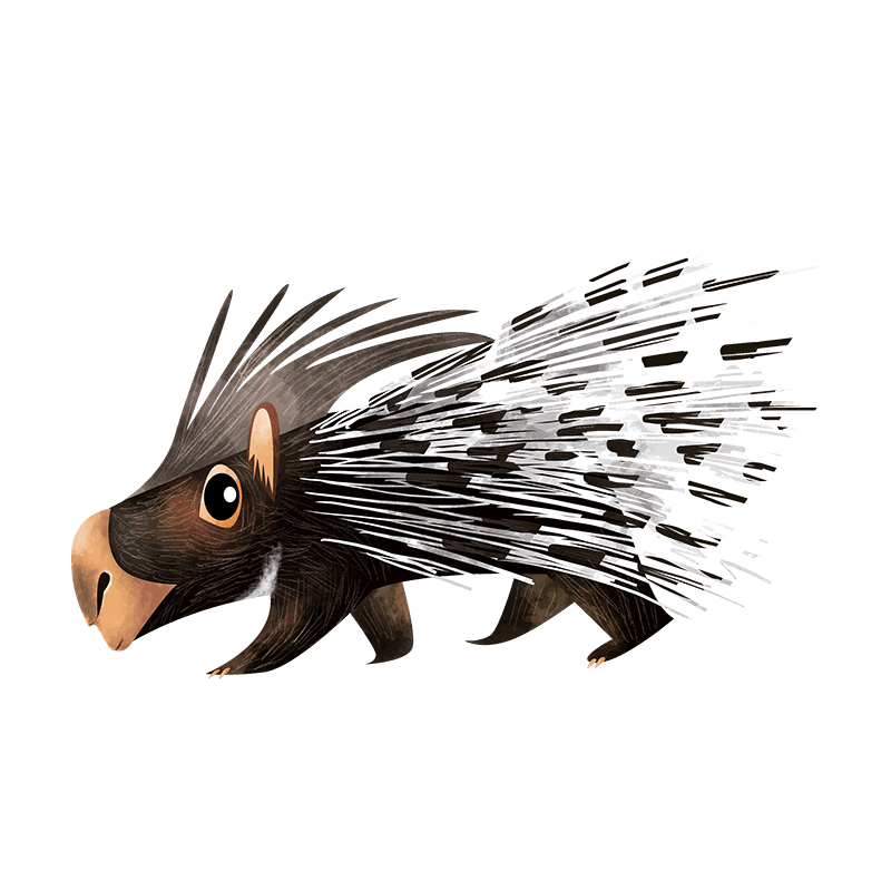 Indian crested porcupine