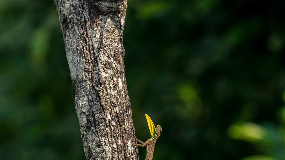 Flying Wizard: Draco the Gliding Lizard